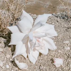 cobelio rose cover image