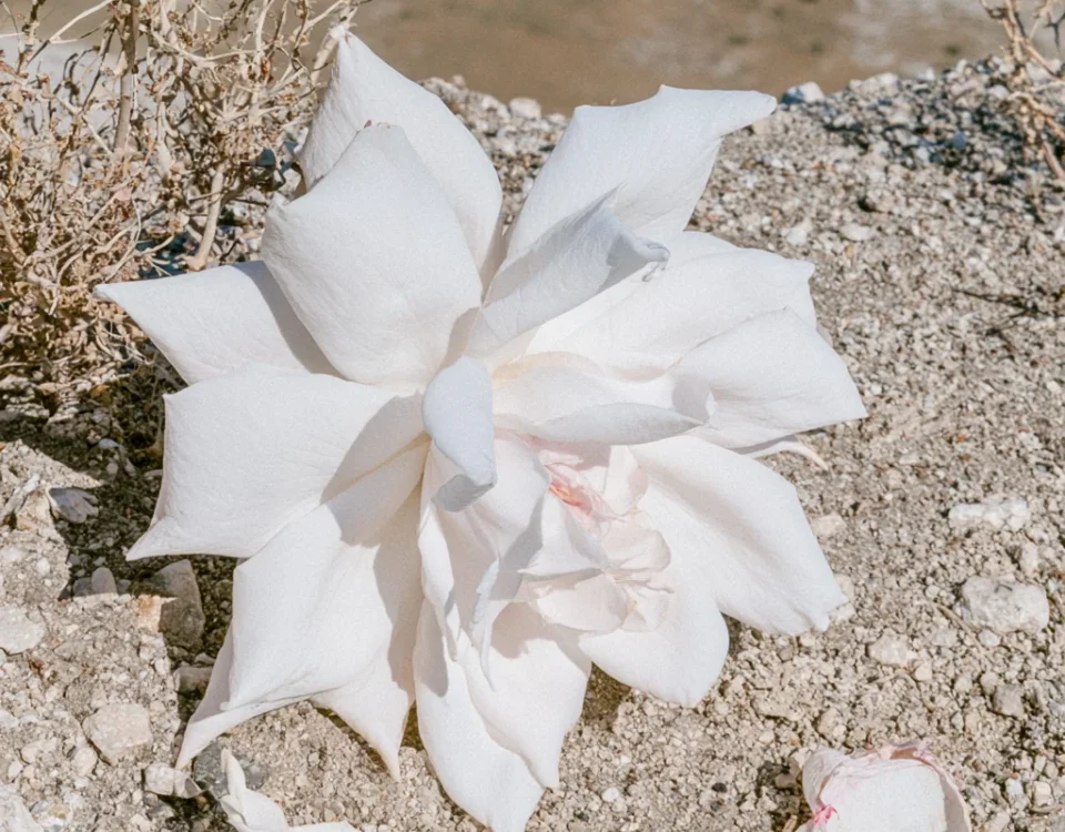 cobelio rose cover image
