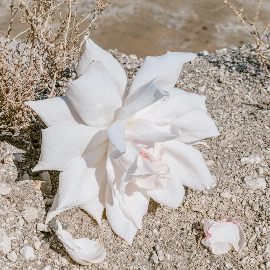 cobelio rose cover image