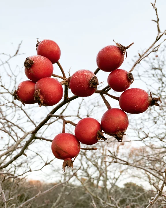 Cluster of bright scarlet rose hips on a bare thorny branch in late autumn with frost on the skins