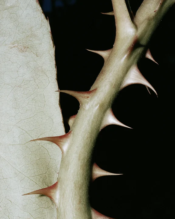 Extreme macro of a rose stem with red-tinged prickles curving along the green surface, backlit