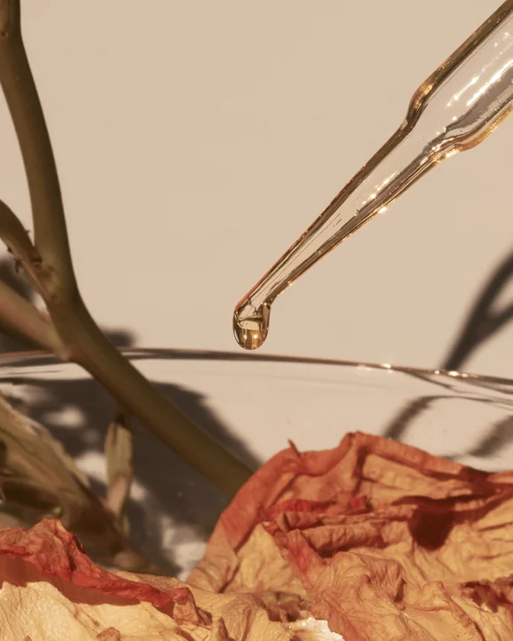 A drop of amber rose oil on the tip of a glass pipette above a shallow dish of rose petals