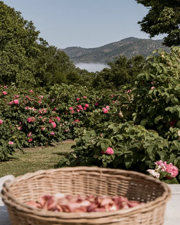Rows of pink damask rose bushes at dawn in the Kazanlak valley, with a wicker basket of loose petals in the foreground