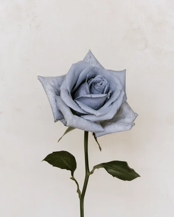 A single lavender-blue rose under laboratory light with glass and stainless steel out of focus behind