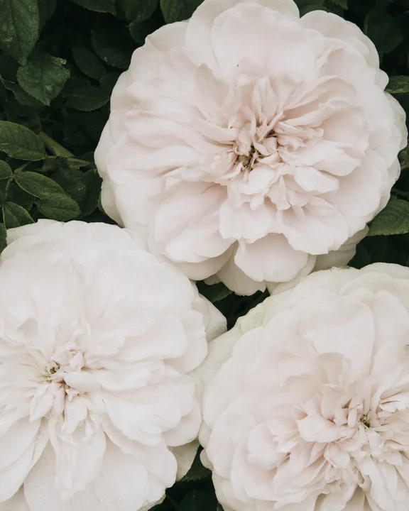 Macro of Rosa damascena flowers, layered pink petals in a dense cluster with dew on the outer petals
