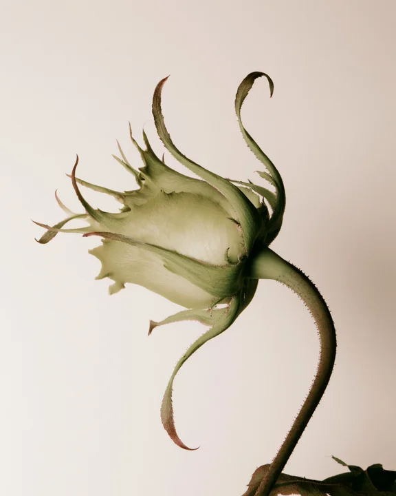 Macro of the green rose, Rosa chinensis Viridiflora, a bloom made of narrow green sepals instead of petals
