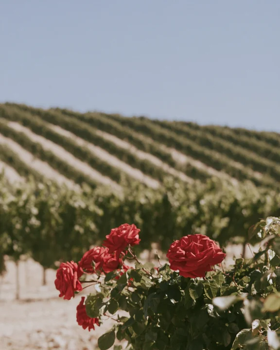 A single red rose bush planted at the head of a vine row in a sunlit vineyard with rows receding into the distance
